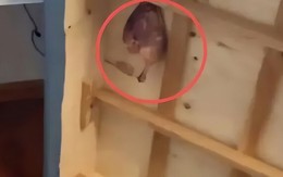 Kiểm tra nơi xuất hiện mùi hôi nồng nặc và chất lỏng đỏ sẫm trong nhà mới, người phụ nữ chết lặng khi thấy thứ bị giấu trên trần nhà