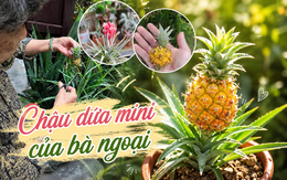 Chậu dứa mini của bà ngoại bất ngờ gây sốt mạng xã hội: Hơn 100.000 người cùng "xin vía" vì quá dễ thương, ai ngắm cũng thấy lòng dịu lại
