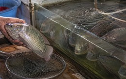 Đi chợ đừng thấy cá còn bơi đã vội mua: Người bán cá tiết lộ điều ít ai để ý
