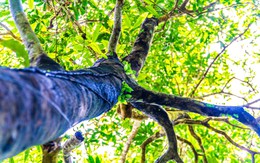 Lạc giữa đại ngàn đất mỏ Quảng Ninh, chạm vào ‘báu vật xanh’ hàng trăm năm tuổi