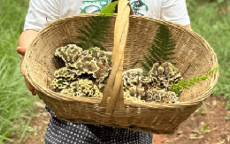 “Lộc trời” quý hiếm mọc trên núi cao, Trung Quốc bán 29 triệu đồng/kg, chậm 1 ngày giảm luôn giá trị