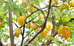 4 lý do vì sao nên trồng một cây khế trong sân nhà