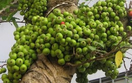 3 lý do vì sao nên trồng một cây sung trong vườn nhà