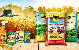 Phân bón Bình Điền (BFC) báo lãi giảm sốc trong quý II