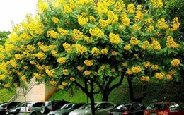 4 cây quý ở bộ rễ, tán rộng đón phúc lộc, trồng càng lâu càng có giá trị cao