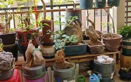Vợ chê cây chồng trồng vừa trơ vừa xấu, dân mạng nhìn ảnh lại nói: Đây là người chơi cây có đẳng cấp