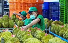 Vụ án sầu riêng: Cần dẹp ‘giấy phép con’ trong cấp mã số vùng trồng