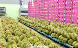 Bất ngờ nhiều doanh nghiệp xin trả mã số vùng trồng sầu riêng