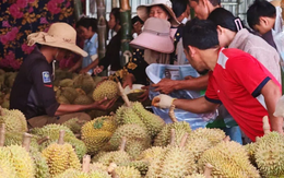 Chưa kịp mừng vì xuất khẩu sang Trung Quốc tăng mạnh, sầu riêng Campuchia lại gặp sóng gió