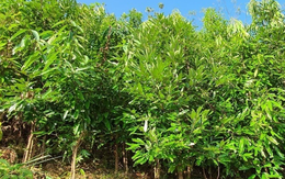 Không phải sầu riêng, Việt Nam sở hữu một loại báu vật nông sản giá hơn 2.500 USD/tấn: Xuất khẩu dẫn đầu thế giới, nước ta cùng Trung Quốc cạnh tranh ngôi vương