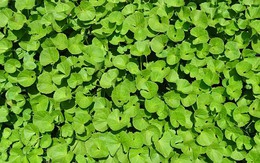 Ít ai ngờ loại rau mọc dại đầy Việt Nam lại là “thuốc” chống rụng tóc, kích thích mọc tóc con cực đỉnh