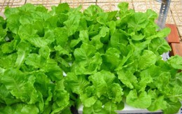 5 loại rau củ đúng mùa lại giải nhiệt, chứa nguồn vitamin khổng lồ, đi chợ mà thấy thì nên mua