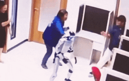 Hàng triệu người hoảng loạn vì robot "nổi loạn" đánh đồng nghiệp: Sự thật khiến ai cũng ngỡ ngàng