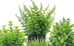 5 loại cây chớ nên đặt trong nhà