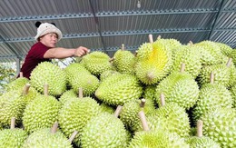 Doanh nghiệp xuất khẩu trái cây giảm áp lực về thời gian
