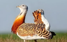 Đang làm đồng, người dân bất ngờ phát hiện chim "khổng lồ" cao gần 1m