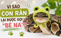 Vì sao con rắn lại được gọi là 'bé Na'?