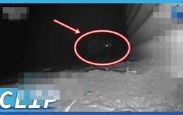 15 con gà biến mất sau 1 đêm, chủ nhà chết lặng khi thấy 3 sinh vật lạ trốn dưới đất: Liền gọi chuyên gia