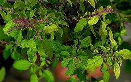 7 loại cây nên trồng ở ban công: "Hút" may mắn và vượng khí