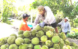 Mã số vùng trồng sầu riêng: Cách nào tránh cảnh 'cha chung không ai khóc'?