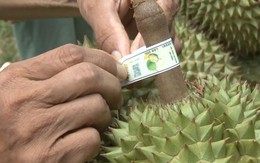 Triển khai chiến dịch "30 ngày đêm" gắn "số nhà" cho vườn trồng, gỡ nút thắt cho mặt hàng 4 tỷ USD
