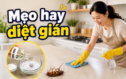 Đổ giấm trắng vào thứ này rồi lau 7 vị trí, người phụ nữ bất ngờ khi gián trong bếp ít dần