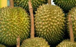 Hai quốc gia tỷ dân báo tin vui hiếm có đến sầu riêng Việt Nam