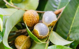 Phát minh chấn động ngành nông nghiệp của Trung Quốc: Lai tạo vải và nhãn ra giống quả mềm ngọt, không xơ, năng suất gấp 2 lần thông thường, có thể chịu lạnh âm độ
