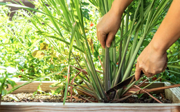 4 lý do vì sao nên trồng một bụi sả ngay trước cửa nhà