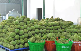 Tin vui với sầu riêng