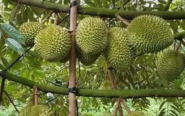 Đơn giản cấp mã số vùng trồng, siết chặt hậu kiểm