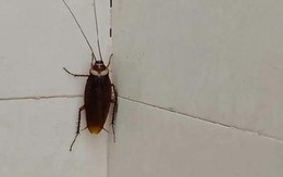 Hóa ra thứ khiến gián tránh xa lại nằm ngay trong căn bếp Việt: 4 mùi rất quen thuộc