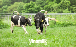 Nuôi bò sữa ở xứ nóng: Từ nan đề không tưởng đến bài toán tự chủ của một quốc gia