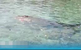 Đang bắt ốc cùng con gái, người phụ nữ 78 tuổi bị cá sấu dài gần 4 mét kéo khỏi thuyền