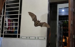 Dơi bay vào nhà báo điều gì?