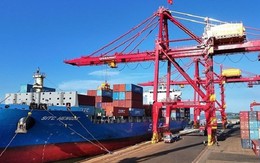 'Cây tỷ đô' của Việt Nam được Trung Quốc, Ấn Độ tích cực đổ tiền mua: giá tăng 7 tháng liên tiếp, nước ta có diện tích hơn 900.000 ha
