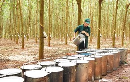 Một doanh nghiệp cao su chuẩn bị chốt ngày thưởng cổ phiếu tỷ lệ 300%