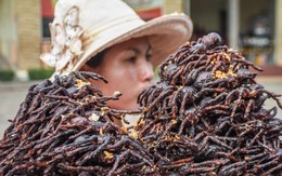 Vì sao người Campuchia ăn nhện đen như món ăn vặt?