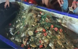 Đi bắt cá về ăn tối, người đàn ông kéo lên gần 200 kg thứ phủ kín thuyền: Chuyên gia chỉ ra điều đáng lo