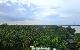 Xem xét trách nhiệm nguyên Phó Chủ tịch tỉnh Bến Tre cũ vì giao đất sai