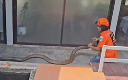 Đang ngồi trong nhà, người dân phát hiện cảnh tượng "nổi da gà" ngoài sân