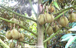 Nhận vơ vườn sầu riêng để lừa hơn 6 tỷ đồng