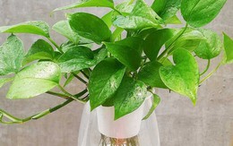 5 lý do vì sao nên trồng một cây trầu bà trong nhà