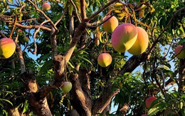 4 lý do nên trồng 1 cây xoài trước nhà