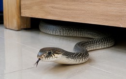 3 việc KHÔNG LÀM khi nhìn thấy rắn