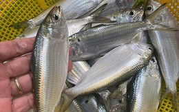 6 loại cá giàu đạm, càng ăn càng gầy