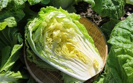 Mùa thu đừng chỉ chăm chăm ăn thịt: Cải thảo vào vụ vừa thơm ngon, giá rẻ, giàu dưỡng chất, còn được ví như “kho canxi”
