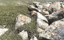 Phát hiện loài sinh vật mọc ở đâu đất đó tiềm năng chứa kho báu, láng giềng Việt Nam từng trúng đậm thứ cả thế giới khao khát