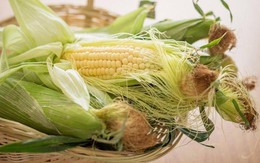 Đây chính là hai phần bổ dưỡng bậc nhất của bắp ngô! Nhiều người toàn bỏ phí