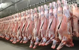 Hơn 100.000 tấn thịt Ấn Độ vào Việt Nam, phần lớn là thịt trâu đông lạnh